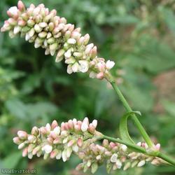 image for Pale Persicaria