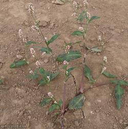 Pale Persicaria