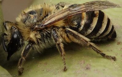 Small Gorse Mining Bee