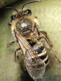 Small Gorse Mining Bee