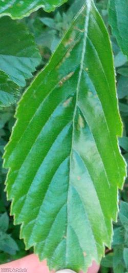 Wilmot's Whitebeam