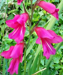 image for Eastern Gladiolus