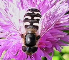 Pied Hoverfly