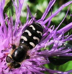 image for Pied Hoverfly