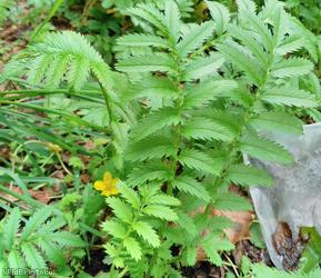 Silverweed