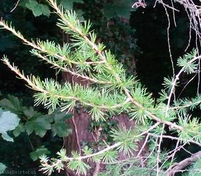 image for European Larch