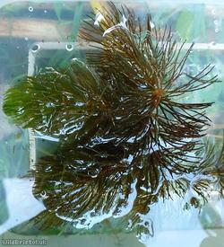 Rigid Hornwort