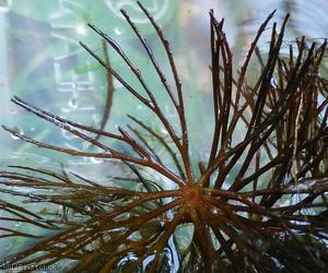 Rigid Hornwort