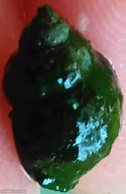 Dwarf Pond Snail