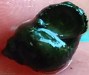 Dwarf Pond Snail
