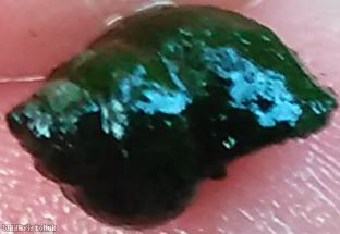 image for Dwarf Pond Snail