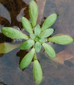 Water Starwort ?