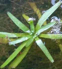 Water Starwort ?