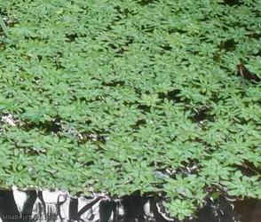 Water Starwort ?