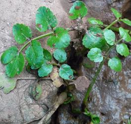 Fool's Water-cress