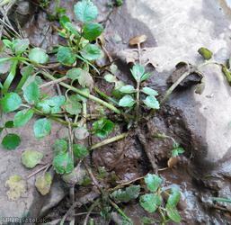 Fool's Water-cress