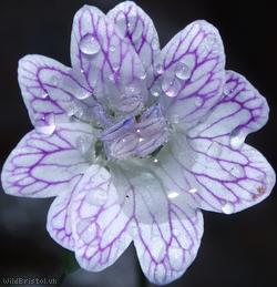 image for Pencilled Crane's-bill