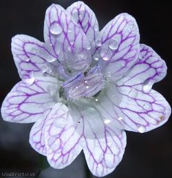 Pencilled Crane's-bill