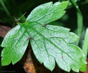 Pencilled Crane's-bill