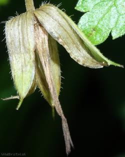 Pencilled Crane's-bill