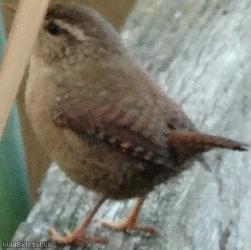 Wren