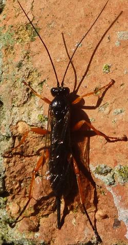 image for Black Slip Wasp