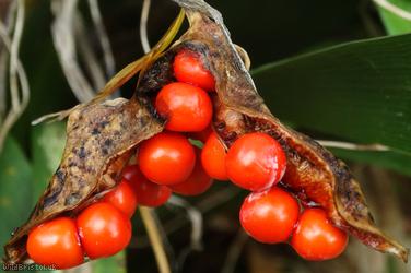 Stinking Iris