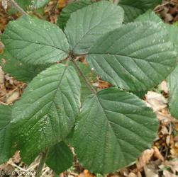 image for Rubus vestitus