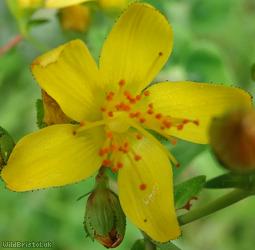 Slender St John's-wort