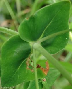 Slender St John's-wort