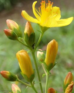 Slender St John's-wort