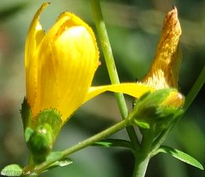 Slender St John's-wort