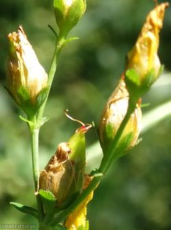 Slender St John's-wort