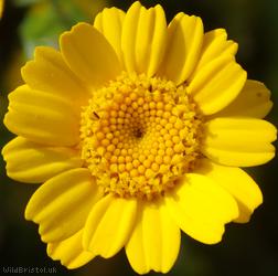 image for Corn Marigold