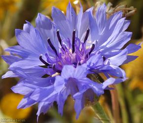 Cornflower