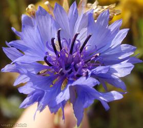Cornflower