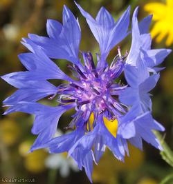 Cornflower