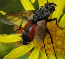 Red-sided Parasite Fly