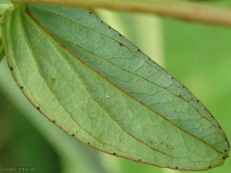 Imperforate St John's-wort