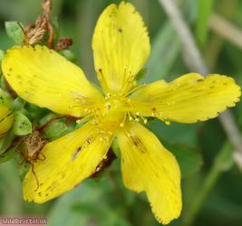 image for Imperforate St John's-wort