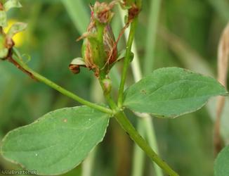 Imperforate St John's-wort