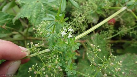 Hedge Bedstraw