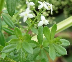 Hedge Bedstraw