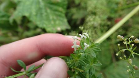 Hedge Bedstraw