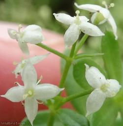 Hedge Bedstraw