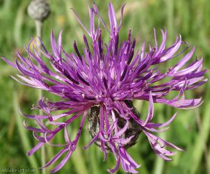 Greater Knapweed