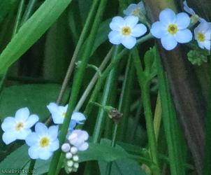 Water Forget-me-not