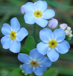 Water Forget-me-not
