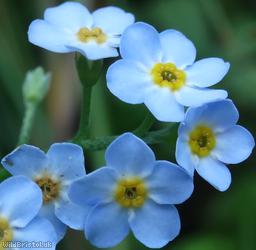 Water Forget-me-not