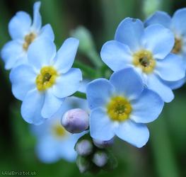 image for Water Forget-me-not